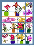 orchid window.jpg